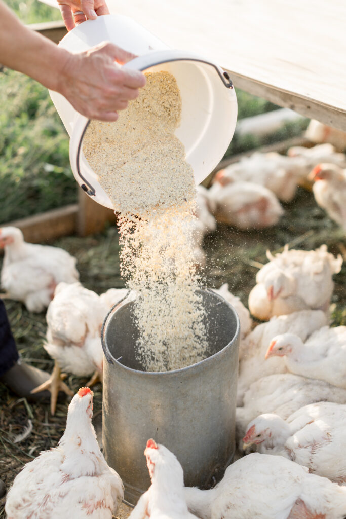 farmer pouring chicken feed into a chicken feeder, surrounded by chickens.